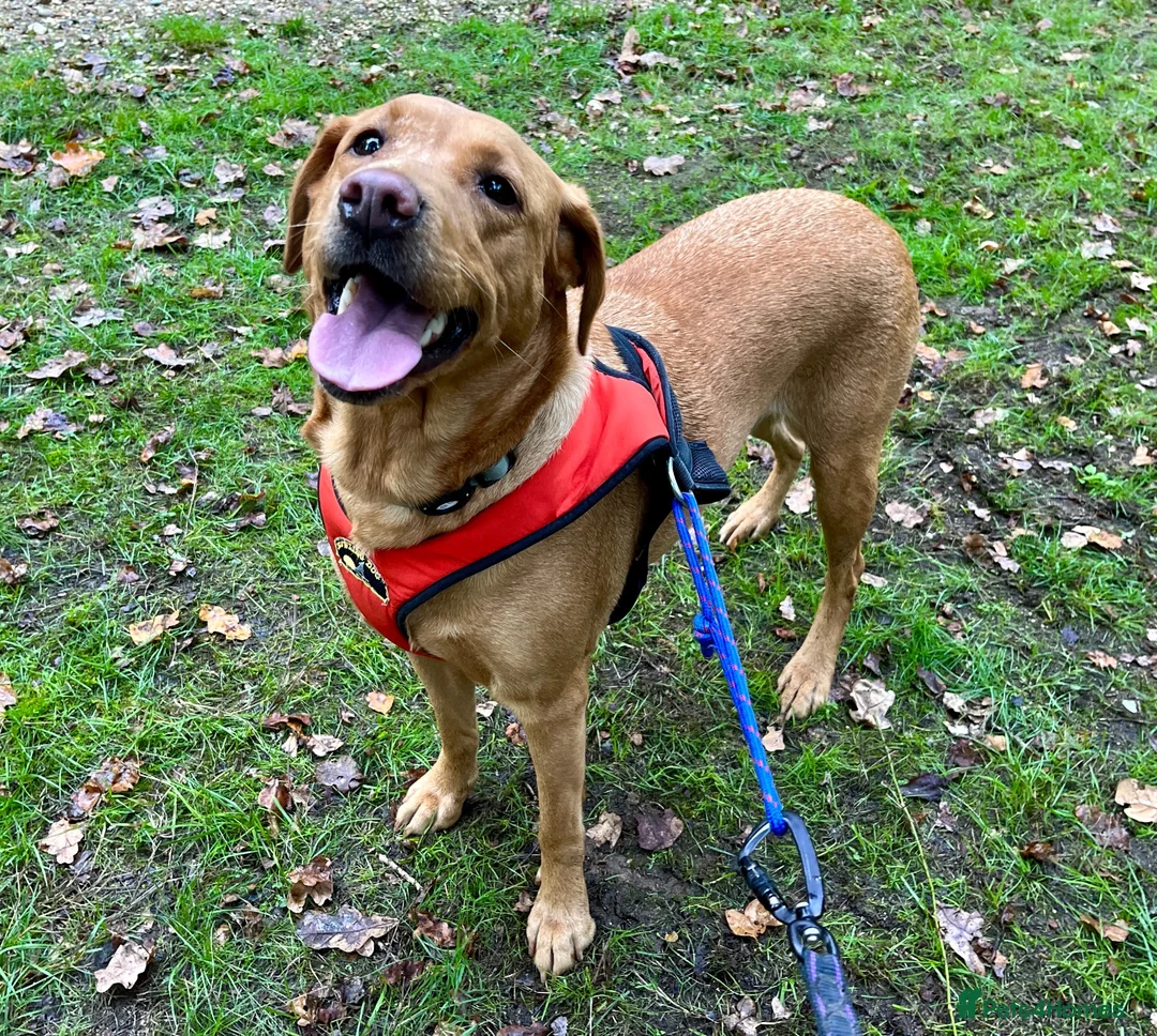 Labrador Retriever dogs for sale: Home needed for a 5 year old female Labrador  - Advert 1