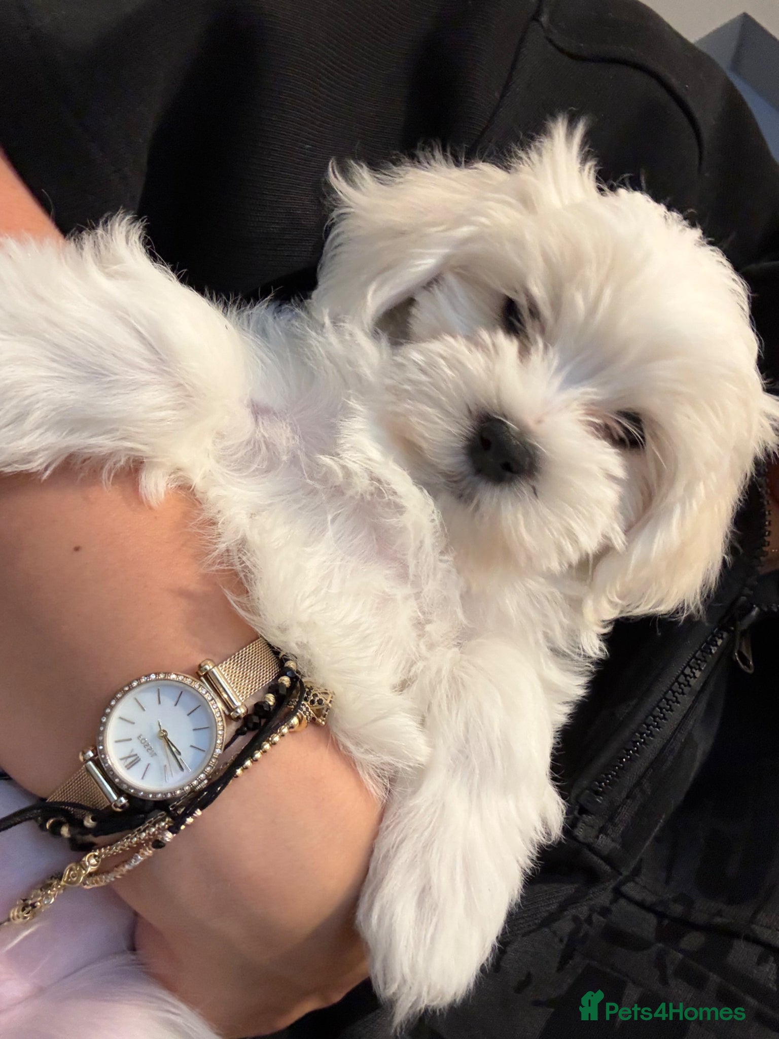 Bichon Frise dogs Bichon Puppies for sale - Advert 1