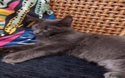 Maine Coon cats for sale: Maicoon mix XL - Image 6