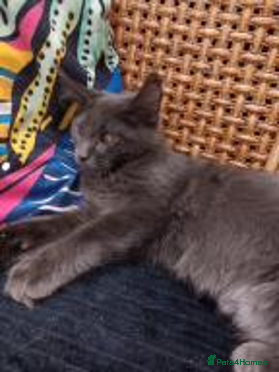 Maine Coon cats for sale: Maicoon mix XL - Image 6
