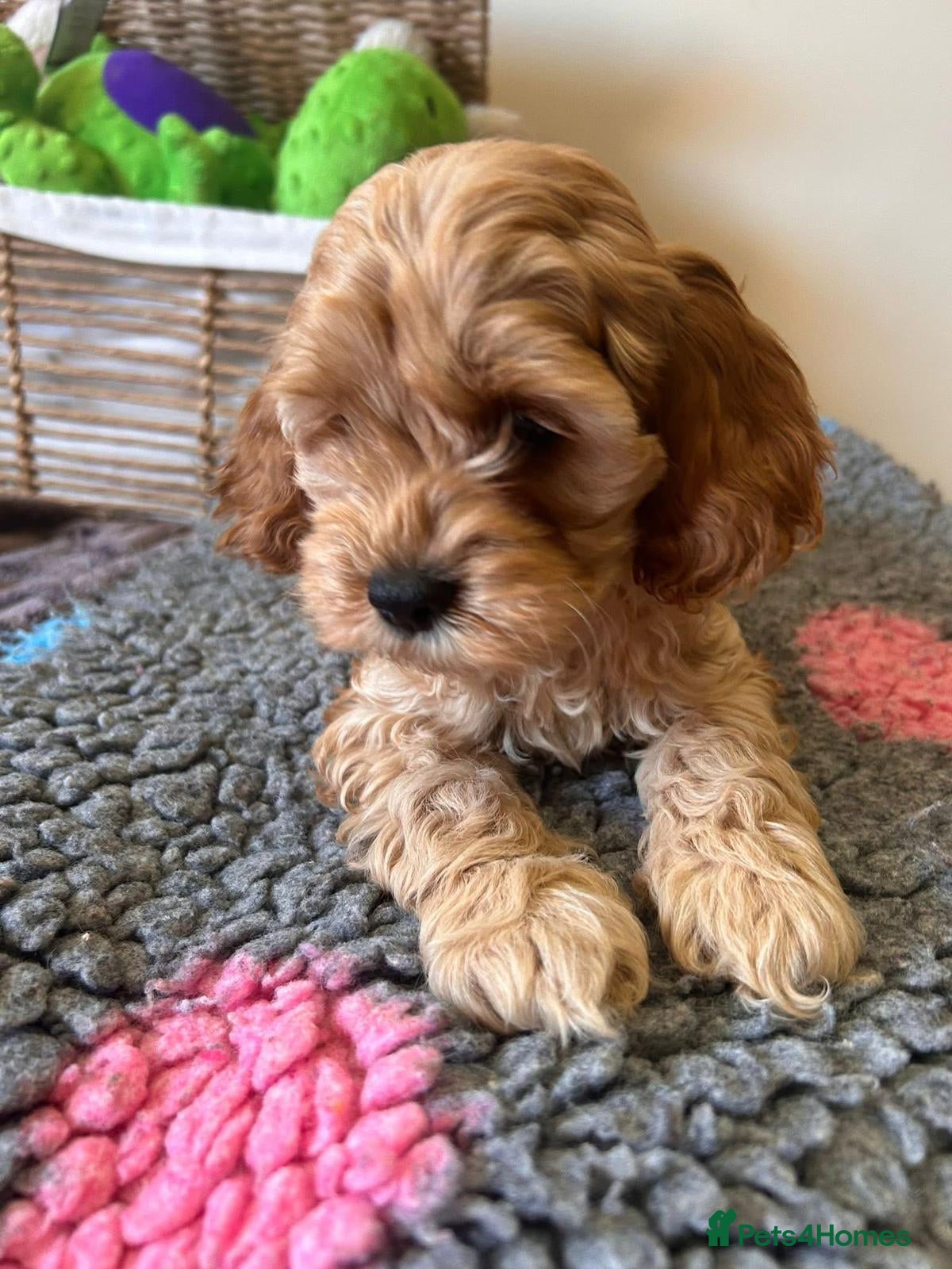 Cavapoo dogs GORGEOUS CAVAPOO PUPPIES  - Advert 5