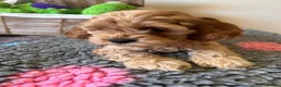 Cavapoo dogs for sale: GORGEOUS CAVAPOO PUPPIES  - Advert 1