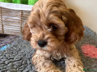 Cavapoo dogs GORGEOUS CAVAPOO PUPPIES - Advert 5