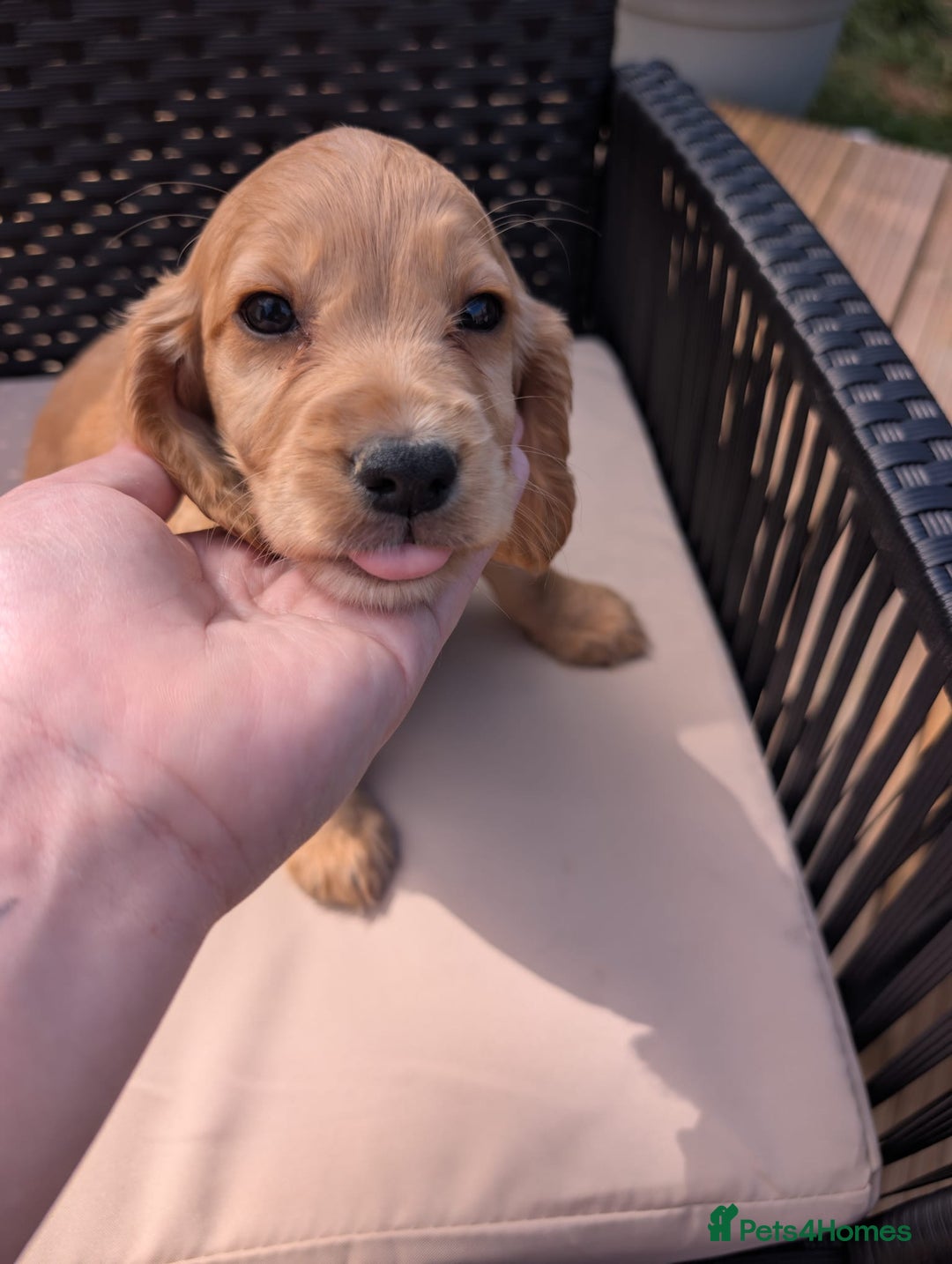 Cocker Spaniel dogs for sale: Working type cocker spaniel puppies  - Image 3
