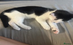 Mixed Breed cats for sale: ⭐️⭐️ 2 Males & 1 female mixed breed Kittens!!⭐️⭐️ - Image 9
