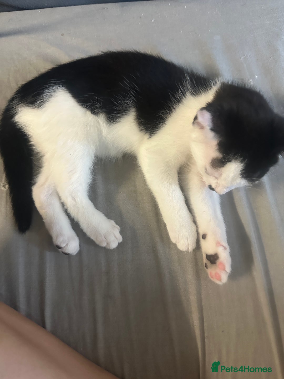 Mixed Breed cats for sale: ⭐️⭐️ 2 Males & 1 female mixed breed Kittens!!⭐️⭐️ - Image 9