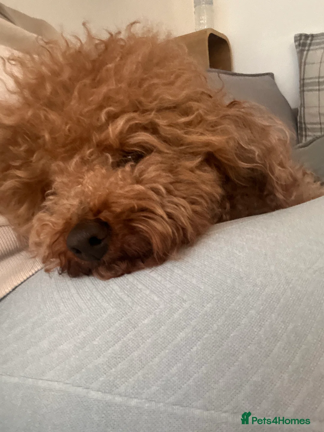 Gallery Image {{count}}