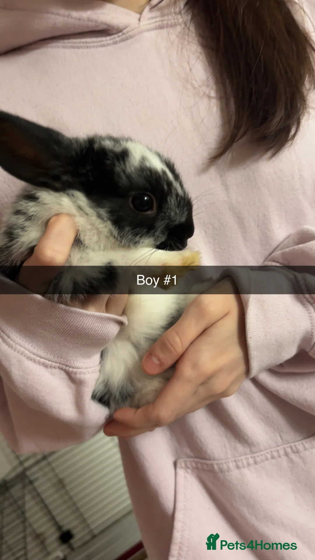 Mixed Breed rabbits for sale: 5 gorgeous baby bunnies up for sale  - Advert 5