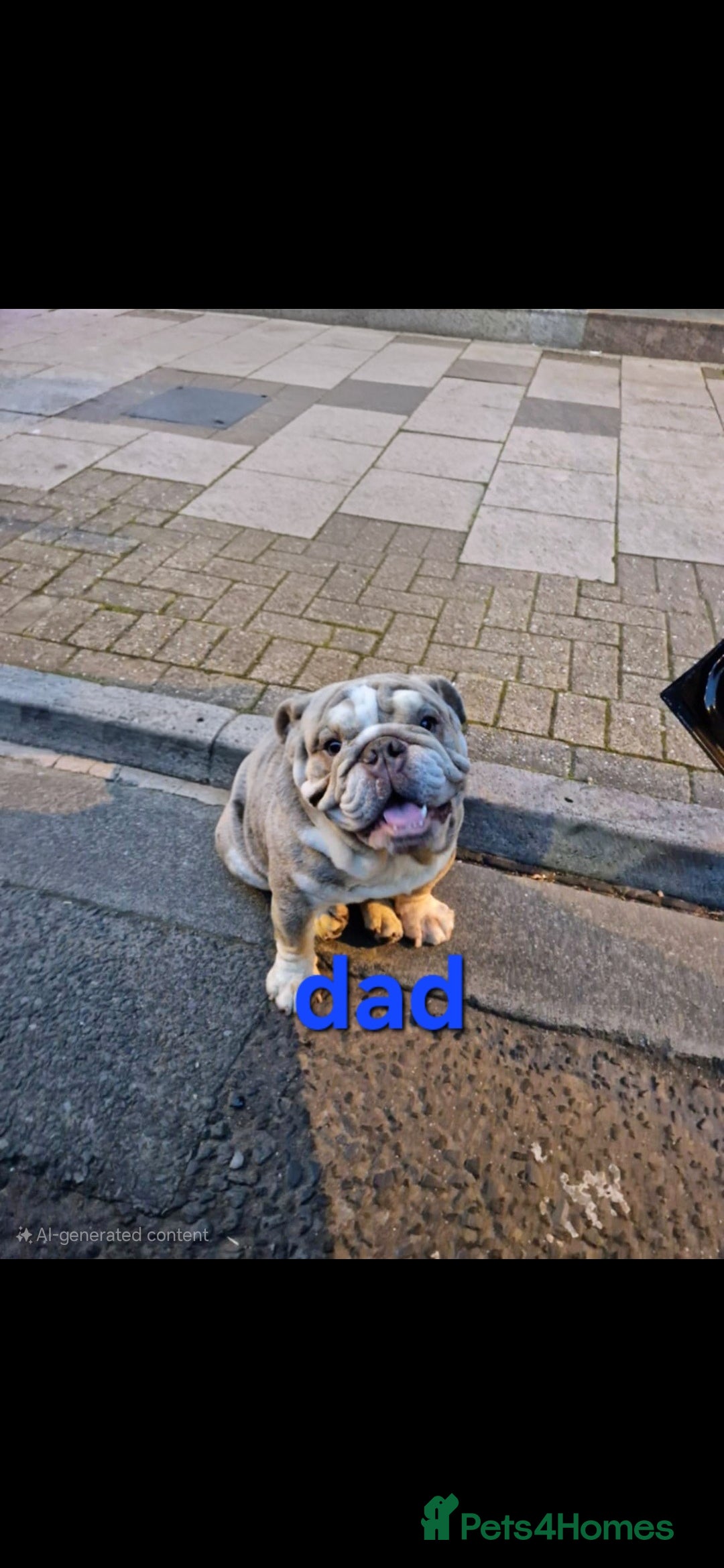 Mixed Breed dogs for sale: Beautiful Litter of 4 Puppies 🐶  - Image 10