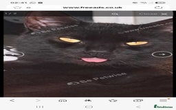 Mixed Breed cats for sale: URGENT male cat Free to good home or rescue. - Image 2