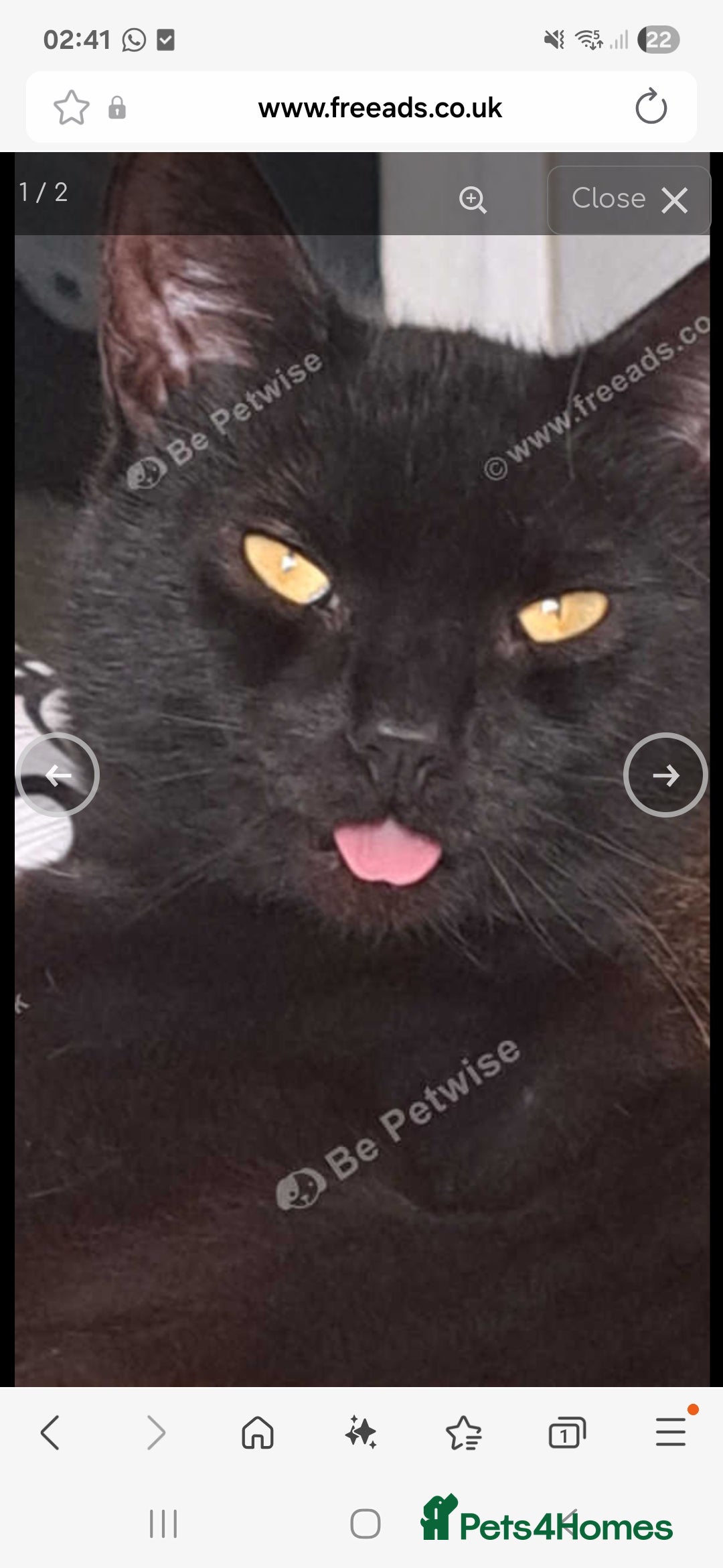 Mixed Breed cats for sale: URGENT male cat Free to good home or rescue. - Image 2