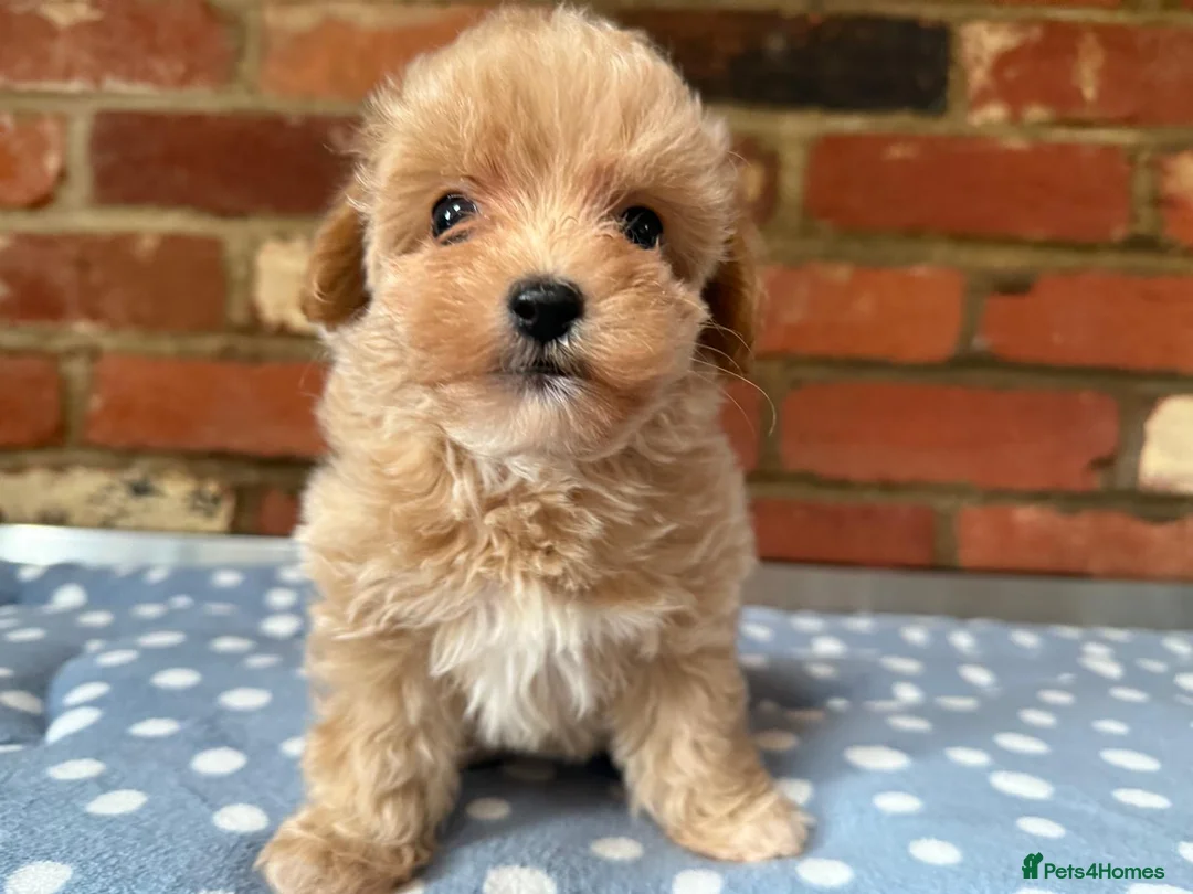 Toy Poodle dogs for stud:  **  Deep Mahogany Red Asian poodle Stud in Romford - Advert 9