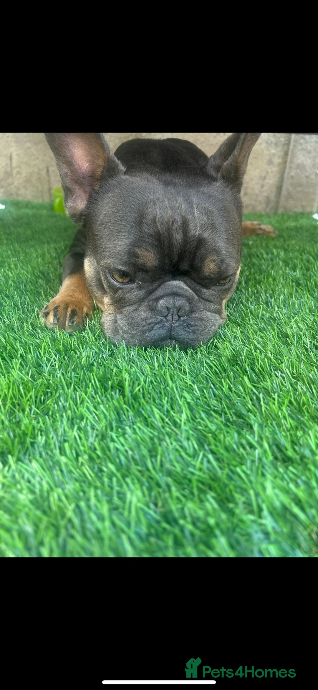 French Bulldog dogs for sale: Female French bulldog  - Advert 7