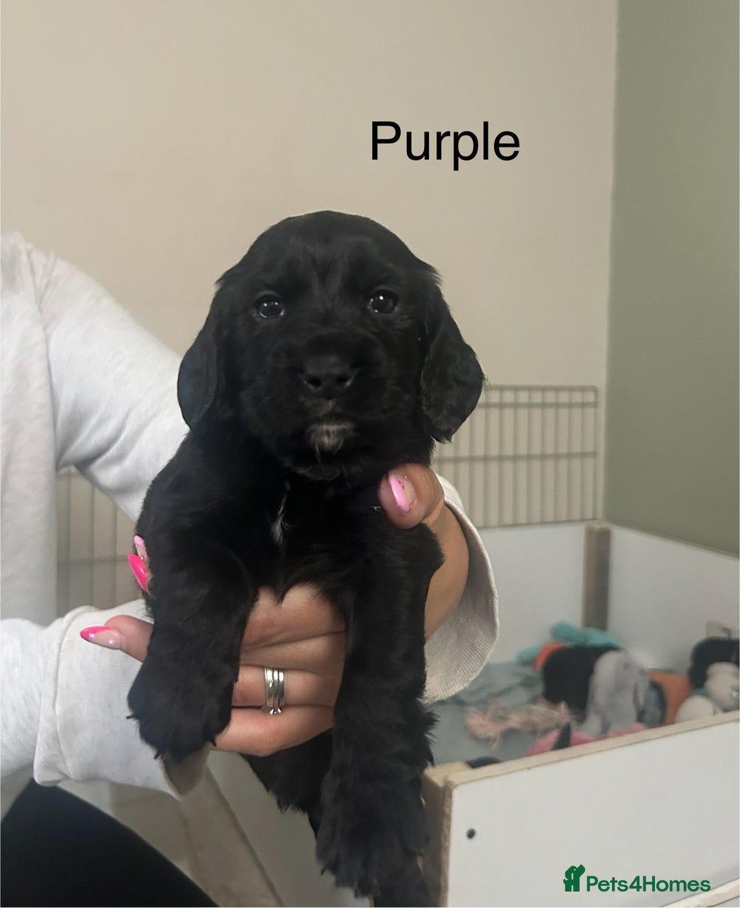 Cocker Spaniel dogs for sale: Cocker Spaniel Puppies - Image 1