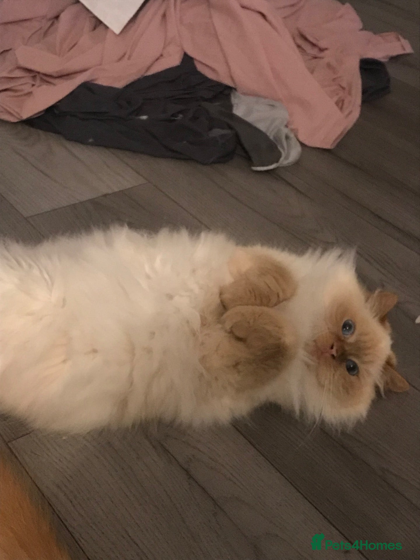Turkish Angora cats Beautiful kitty Angoras  - Advert 1
