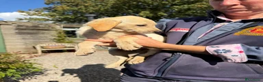 Labrador Retriever 3