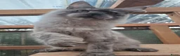 Maine Coon cats for sale: Beautiful high smoked and smoked kittens for sale  - Advert 12