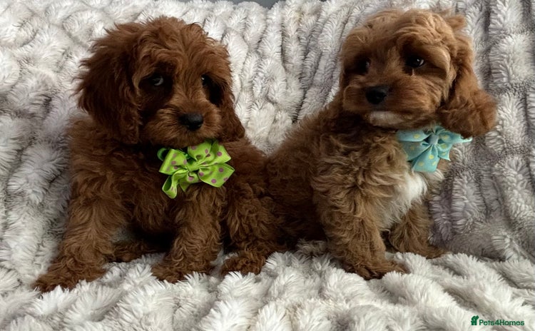 Cavapoo dogs - Advert 1