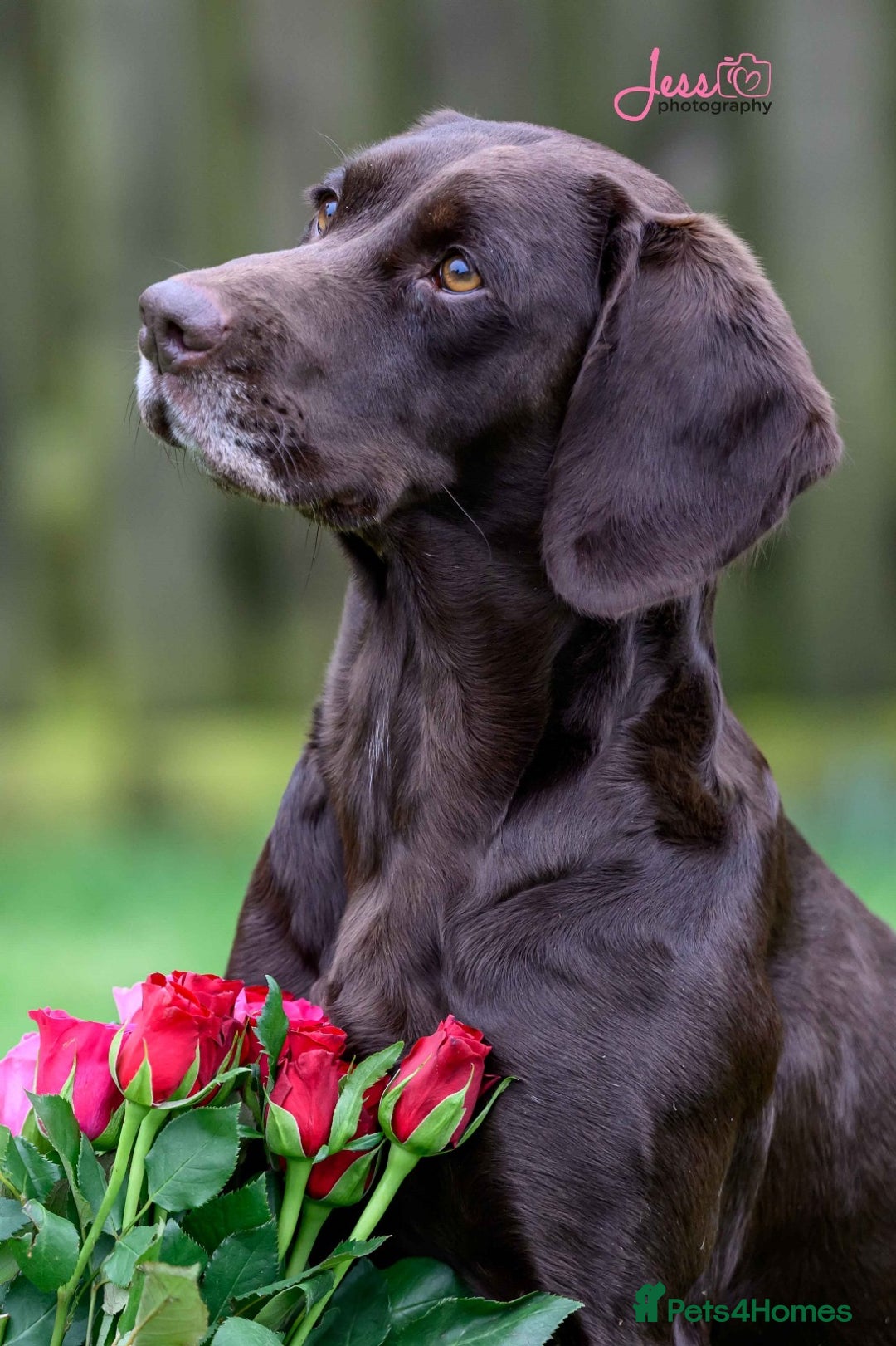 Springador dogs for sale: Springador Puppies - Advert 1