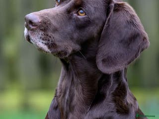 Springador dogs Springador Puppies - Advert 2