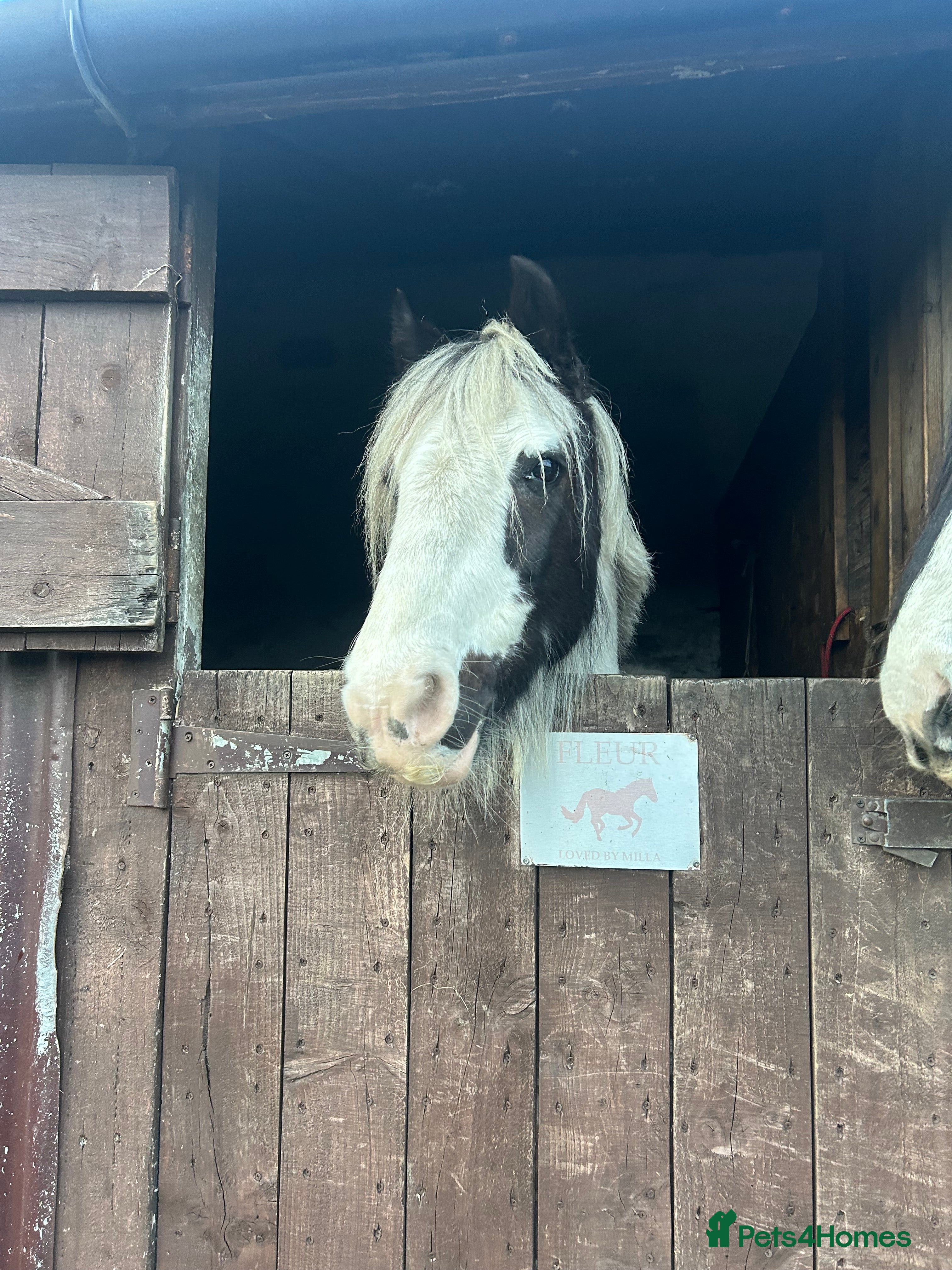 Irish Cob horses FAB FLEUR!! NEEDS GONE ASAP - Advert 1