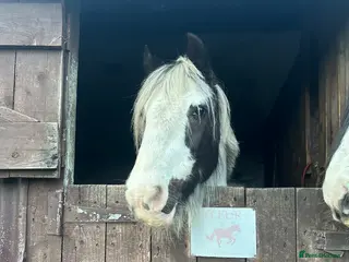 Irish Cob horses FAB FLEUR!! NEEDS GONE ASAP - Advert 8