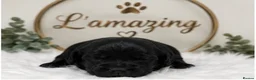 Cockapoo dogs for sale: 5* rated licensed vet approved F2b Toy Mini pups - Advert 10