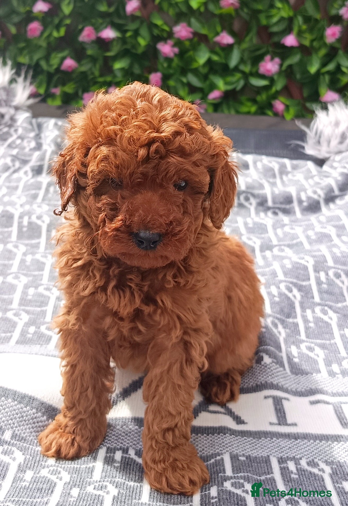 Cavapoo dogs F1 CAVAPOO EXTENSIVELY HEALTH TESTED PARENTS  - Advert 2