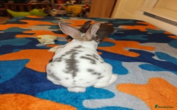 Rex rabbits for sale: Mixed litter of Mini Rex  - Image 33