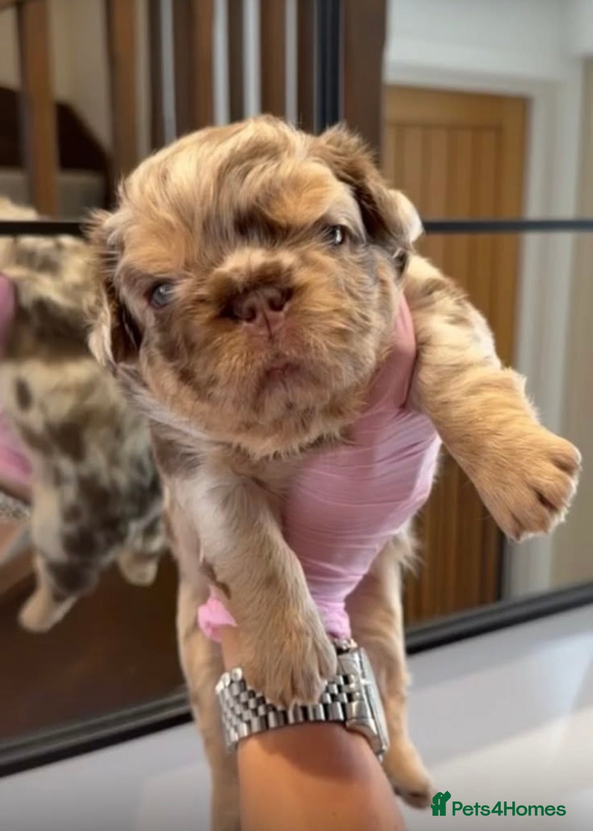French Bulldog dogs French Bull Dogs / KC Registered / Visual Fluffy  - Advert 14