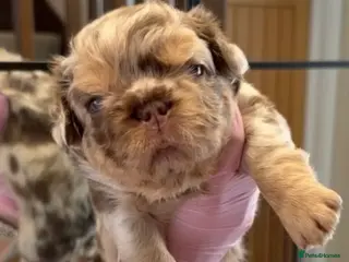 French Bulldog dogs French Bull Dogs / KC Registered / Visual Fluffy - Advert 1