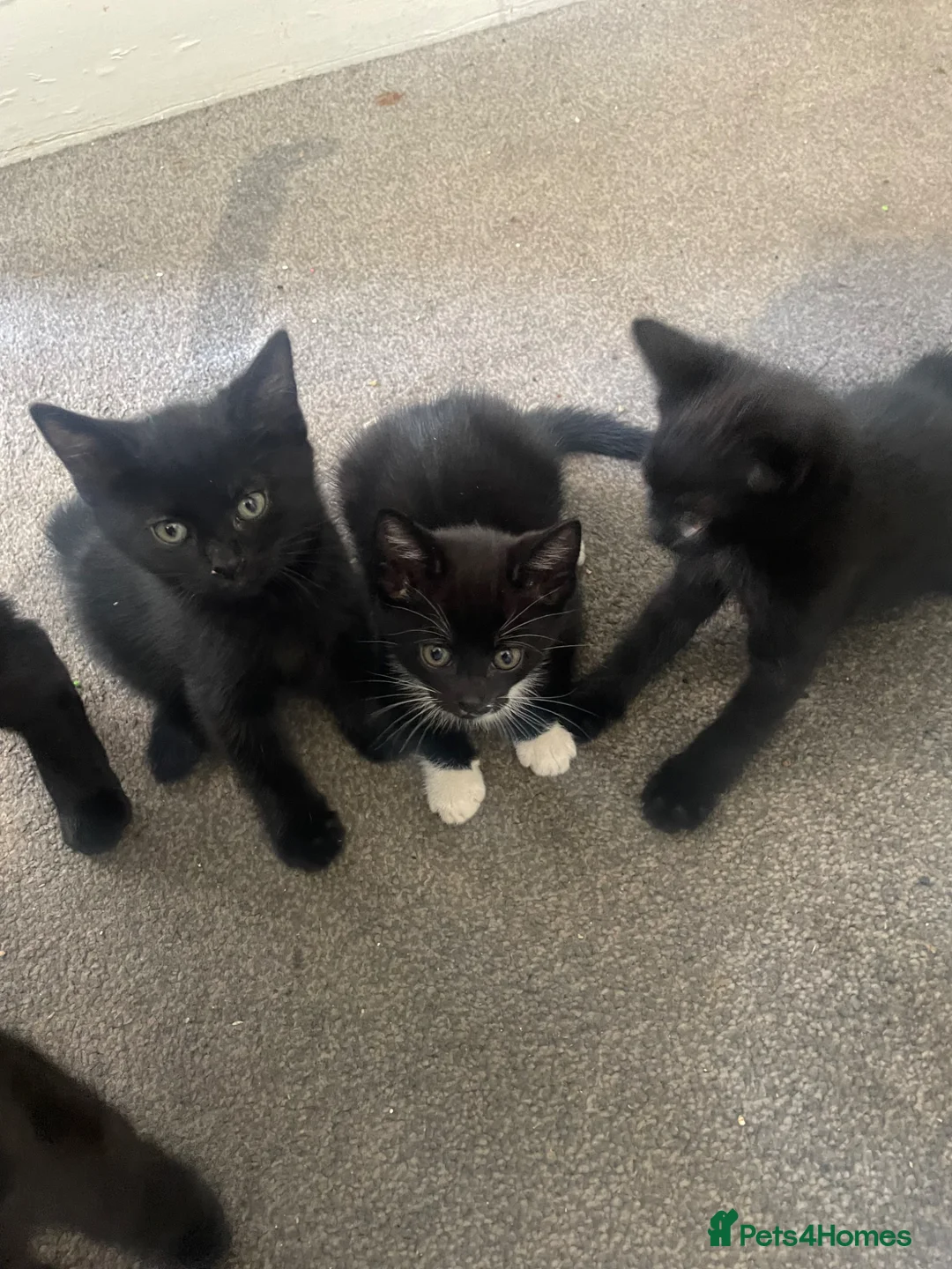 Mixed Breed cats for sale: Mix breed kitten ready to leave  - Advert 2