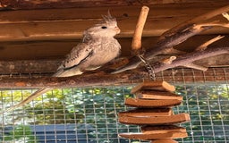Cockatiels birds for sale: Baby Cockatiels, aviary bred - Image 5