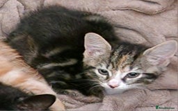 Mixed Breed cats for sale: Gorgeous Bundle Of Fluffy Kittens - Image 3