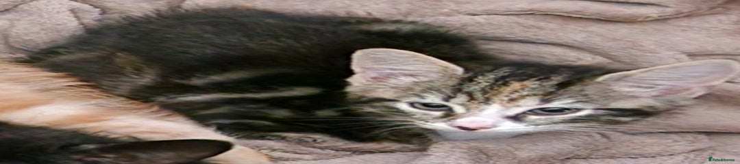 Mixed Breed Kitten 2