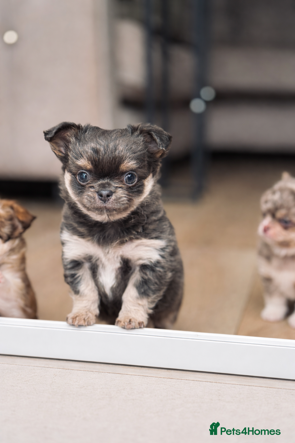 Chihuahua dogs 2 BOYS LEFT 😍😍 KC chihuahua puppies  - Advert 5