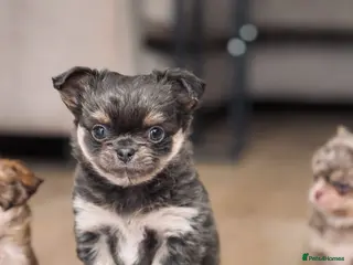 Chihuahua dogs 2 BOYS LEFT 😍😍 KC chihuahua puppies - Advert 5