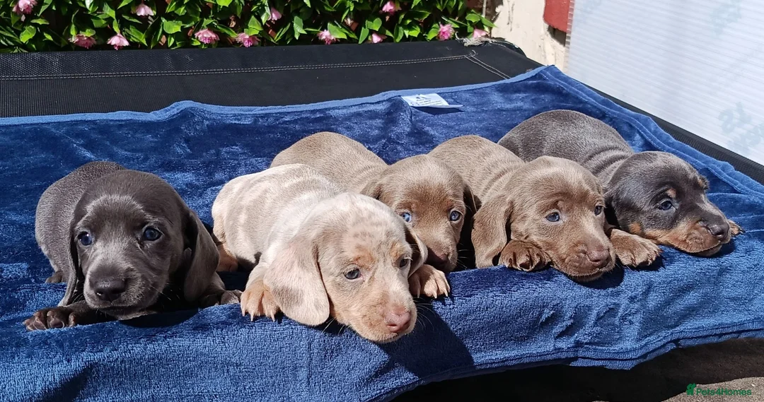 Miniature Dachshund dogs for sale: KC Reg PRA Clear mini solid colours  - Advert 2
