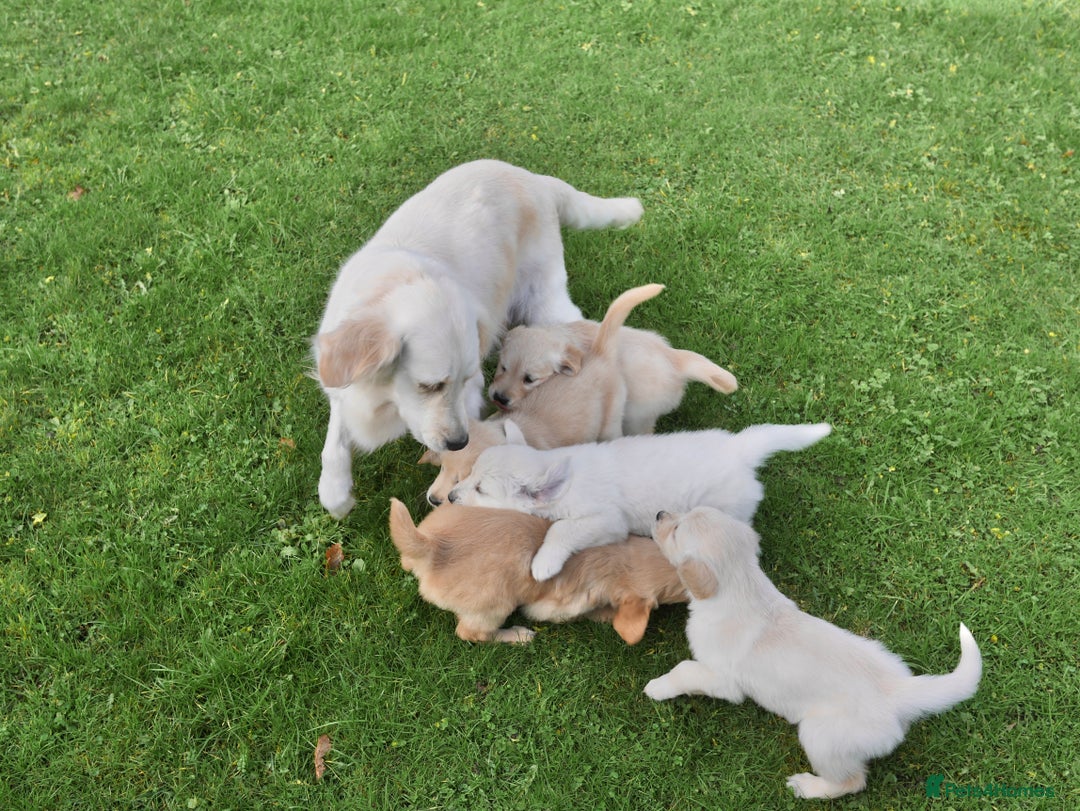Golden Retriever dogs for sale: Quality KC Health Tested Golden Retriever Puppies - Advert 23