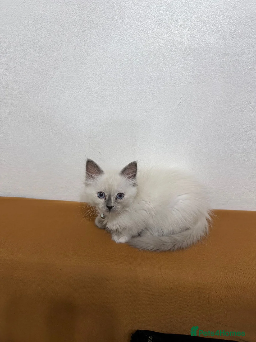 Ragdoll cats for sale: BLUE POINT RAGDOLL FEMALE KITTEN *AVAILABLE* - Advert 5