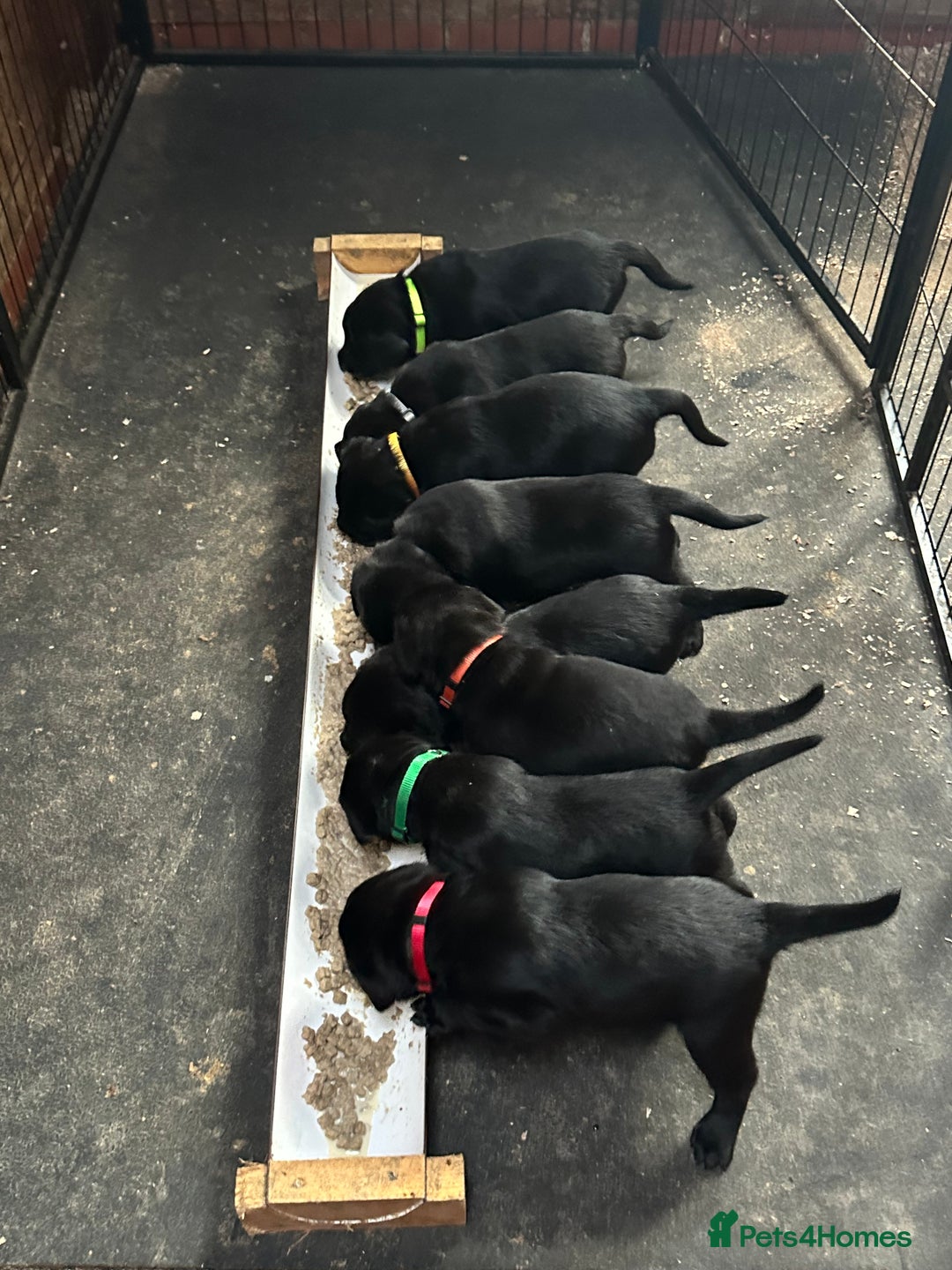 Labrador Retriever dogs for sale: 1 male Labrador puppy - Image 9