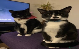 British Shorthair cats for sale: Juno and Minnie - Image 1