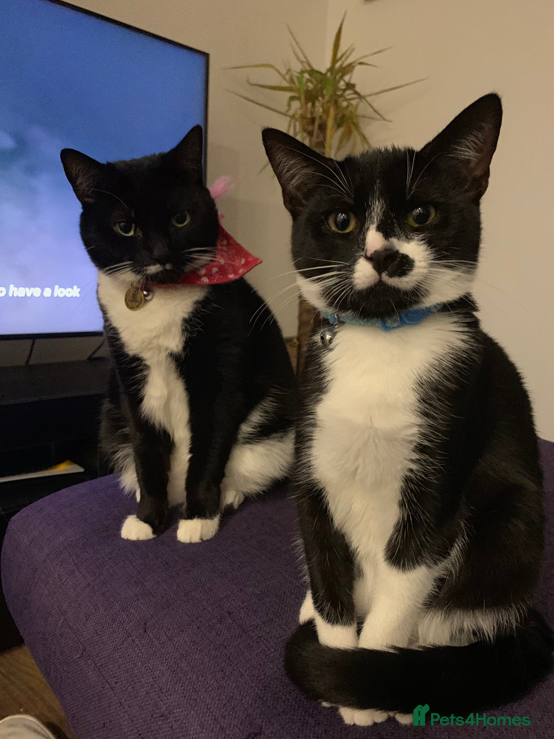 British Shorthair cats for sale: Juno and Minnie - Image 1