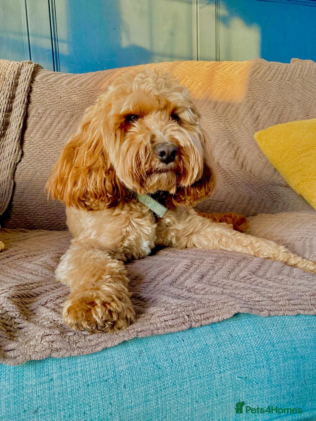 Cockapoo dogs for stud: Beautiful proven cockapoo for stud - Advert 4