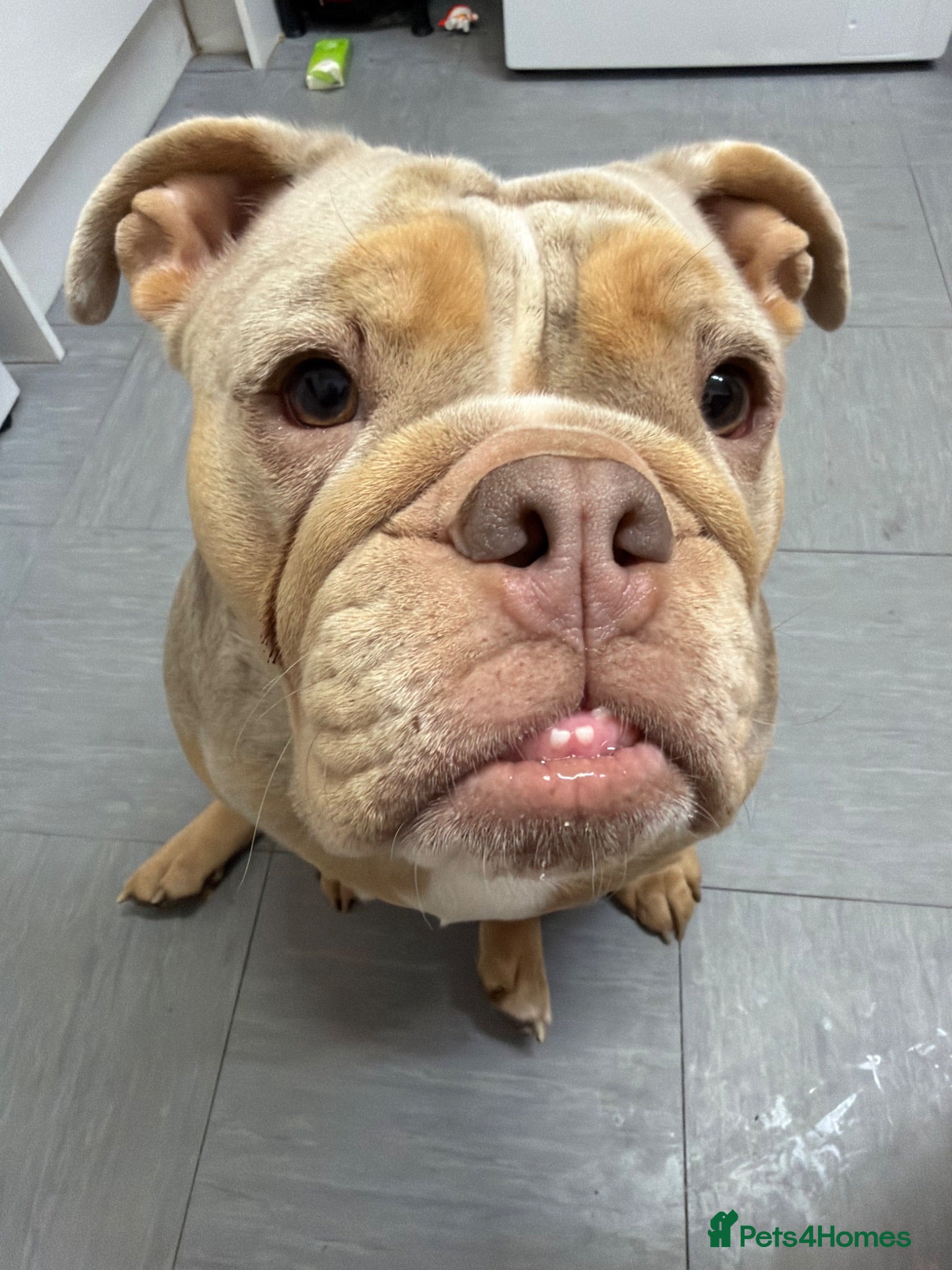 Olde English Bulldogge dogs Puppies - Advert 1