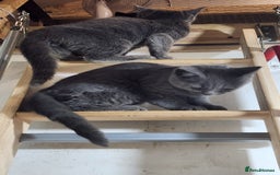 Russian Blue cats for sale: Pure Russian Blue Kittens  - Image 3