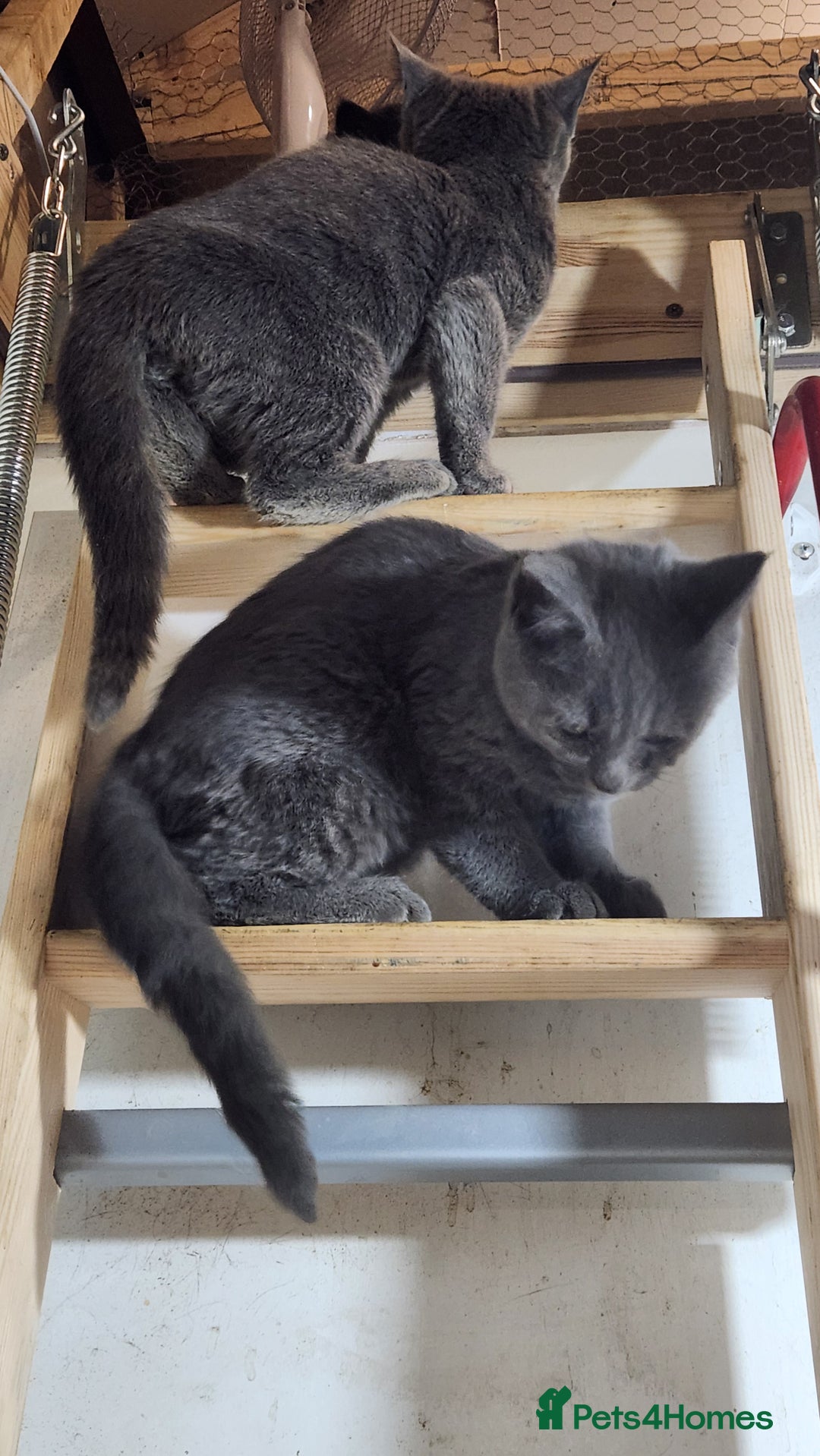 Russian Blue cats for sale: Pure Russian Blue Kittens  - Image 3