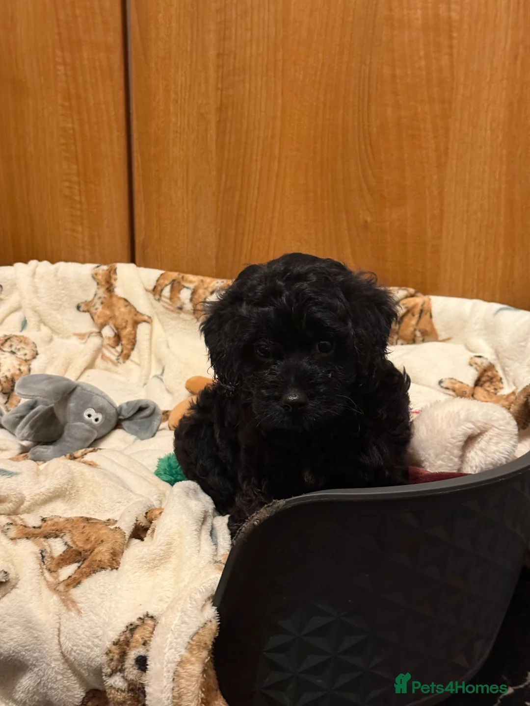 Cavapoo dogs for sale: 5 pups for sale - Advert 5