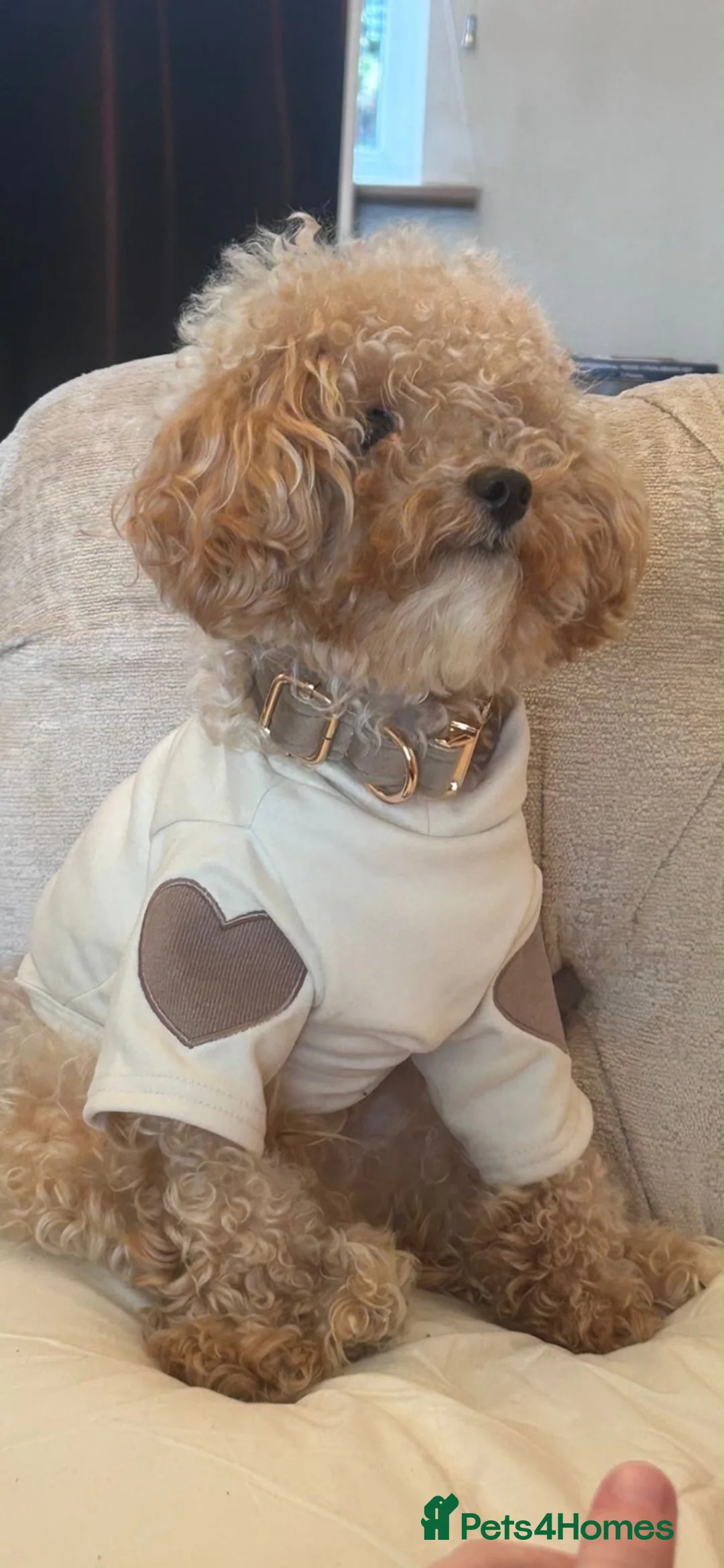 Toy Poodle dogs for sale: Toy poodle - Advert 1