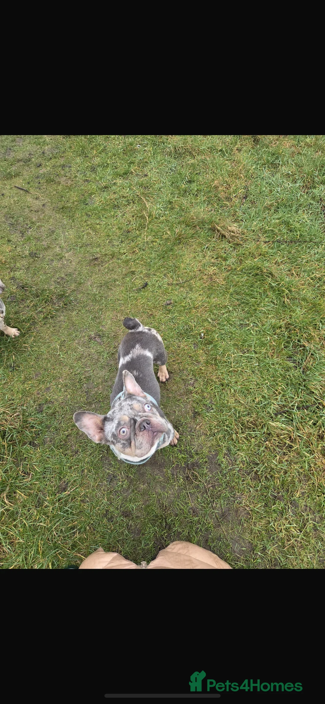 French Bulldog dogs for sale: Narla  in Bury - Advert 2